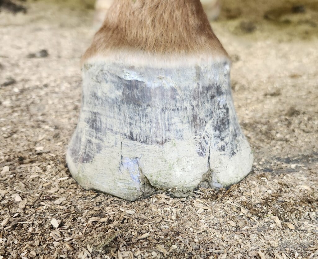 a hoof shows cracking with white line disease