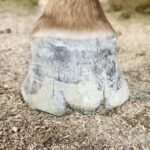 a hoof shows cracking with white line disease