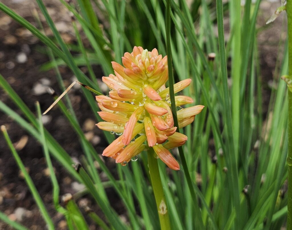 A red hot poker plant shows off the variety of plant life on my farm