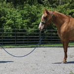 showing a horse and handler communicating on a lunge line