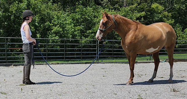 Horses Teach Us To Be Curious