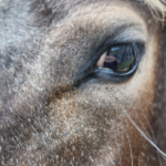 A closeup shot of a horse's eye